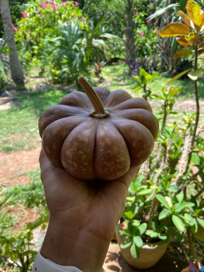 Encantadora Villa Maya Tradicional En Rancho Agroecologico Tzucaceb Buitenkant foto